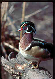A drake wood duck takes a break along a Winnebago River backwater.  According to DNR wildlife biologists, wood ducks, along with blue-winged teal and mallards, enjoyed excellent production on Iowa wetlands during 2003.  In the prairie regions of southern Canada, duck production increased substantially over 2002, and a strong fall migration is predicted.    DNR photo by Lowell Washburn