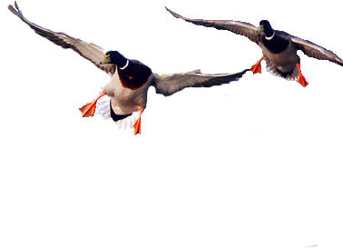 Header image Ducks flying
